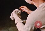 Image homme militaire Fort Richardson Alaska USA, 1954, de la seconde 12 séquences d'archives historiques vidéo 65675034948
