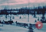 Image of dog sled Alaska USA, 1954, second 17 stock footage video 65675034984