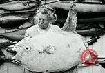 Image femme poisson taxidermiste Avalon California USA, 1930, de la seconde 37 séquences d'archives historiques vidéo 65675035089