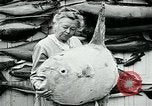 Image femme poisson taxidermiste Avalon California USA, 1930, de la seconde 39 séquences d'archives historiques vidéo 65675035089