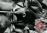 Image femme poisson taxidermiste Avalon California USA, 1930, de la seconde 56 séquences d'archives historiques vidéo 65675035089