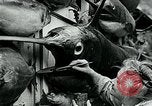 Image femme poisson taxidermiste Avalon California USA, 1930, de la seconde 59 séquences d'archives historiques vidéo 65675035089