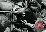 Image femme poisson taxidermiste Avalon California USA, 1930, de la seconde 60 séquences d'archives historiques vidéo 65675035089
