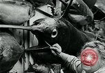 Image femme poisson taxidermiste Avalon California USA, 1930, de la seconde 61 séquences d'archives historiques vidéo 65675035089