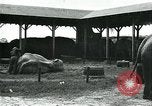 Immagine di circo atti e animali Sarasota Florida USA, 1930, secondo 11 filmato di repertorio 65675035093