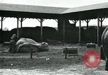 Immagine di circo atti e animali Sarasota Florida USA, 1930, secondo 12 filmato di repertorio 65675035093