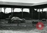 Immagine di circo atti e animali Sarasota Florida USA, 1930, secondo 13 filmato di repertorio 65675035093