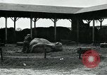 Immagine di circo atti e animali Sarasota Florida USA, 1930, secondo 14 filmato di repertorio 65675035093