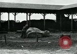 Immagine di circo atti e animali Sarasota Florida USA, 1930, secondo 15 filmato di repertorio 65675035093