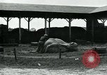 Immagine di circo atti e animali Sarasota Florida USA, 1930, secondo 16 filmato di repertorio 65675035093