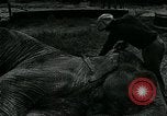 Immagine di circo atti e animali Sarasota Florida USA, 1930, secondo 17 filmato di repertorio 65675035093