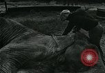 Immagine di circo atti e animali Sarasota Florida USA, 1930, secondo 18 filmato di repertorio 65675035093