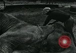 Immagine di circo atti e animali Sarasota Florida USA, 1930, secondo 19 filmato di repertorio 65675035093