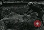 Immagine di circo atti e animali Sarasota Florida USA, 1930, secondo 20 filmato di repertorio 65675035093