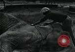 Immagine di circo atti e animali Sarasota Florida USA, 1930, secondo 21 filmato di repertorio 65675035093