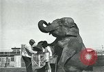 Immagine di circo atti e animali Sarasota Florida USA, 1930, secondo 28 filmato di repertorio 65675035093