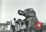 Immagine di circo atti e animali Sarasota Florida USA, 1930, secondo 29 filmato di repertorio 65675035093