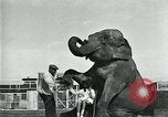 Immagine di circo atti e animali Sarasota Florida USA, 1930, secondo 30 filmato di repertorio 65675035093