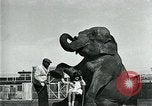 Immagine di circo atti e animali Sarasota Florida USA, 1930, secondo 31 filmato di repertorio 65675035093