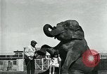 Immagine di circo atti e animali Sarasota Florida USA, 1930, secondo 32 filmato di repertorio 65675035093