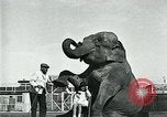 Immagine di circo atti e animali Sarasota Florida USA, 1930, secondo 33 filmato di repertorio 65675035093