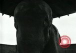 Immagine di circo atti e animali Sarasota Florida USA, 1930, secondo 36 filmato di repertorio 65675035093