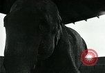 Immagine di circo atti e animali Sarasota Florida USA, 1930, secondo 37 filmato di repertorio 65675035093