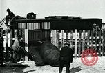 Immagine di circo atti e animali Sarasota Florida USA, 1930, secondo 46 filmato di repertorio 65675035093