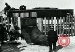 Immagine di circo atti e animali Sarasota Florida USA, 1930, secondo 47 filmato di repertorio 65675035093