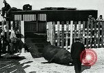 Immagine di circo atti e animali Sarasota Florida USA, 1930, secondo 48 filmato di repertorio 65675035093
