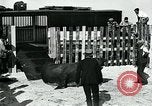 Immagine di circo atti e animali Sarasota Florida USA, 1930, secondo 50 filmato di repertorio 65675035093