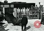 Immagine di circo atti e animali Sarasota Florida USA, 1930, secondo 51 filmato di repertorio 65675035093