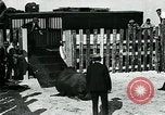 Immagine di circo atti e animali Sarasota Florida USA, 1930, secondo 52 filmato di repertorio 65675035093