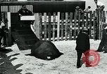 Immagine di circo atti e animali Sarasota Florida USA, 1930, secondo 54 filmato di repertorio 65675035093