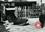 Immagine di circo atti e animali Sarasota Florida USA, 1930, secondo 55 filmato di repertorio 65675035093