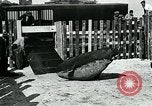 Immagine di circo atti e animali Sarasota Florida USA, 1930, secondo 56 filmato di repertorio 65675035093