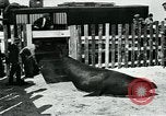 Immagine di circo atti e animali Sarasota Florida USA, 1930, secondo 57 filmato di repertorio 65675035093