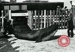 Immagine di circo atti e animali Sarasota Florida USA, 1930, secondo 58 filmato di repertorio 65675035093