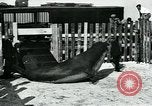 Immagine di circo atti e animali Sarasota Florida USA, 1930, secondo 59 filmato di repertorio 65675035093