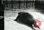 Immagine di circo atti e animali Sarasota Florida USA, 1930, secondo 61 filmato di repertorio 65675035093