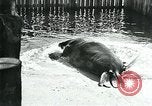 Immagine di circo atti e animali Sarasota Florida USA, 1930, secondo 62 filmato di repertorio 65675035093