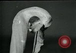 Standbild fleischfressende Cobra Lilien Toledo Ohio USA, 1930, aus Sekunde 16 historischem Filmmaterial Videoclip 65675035101
