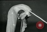 Standbild fleischfressende Cobra Lilien Toledo Ohio USA, 1930, aus Sekunde 17 historischem Filmmaterial Videoclip 65675035101