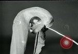 Standbild fleischfressende Cobra Lilien Toledo Ohio USA, 1930, aus Sekunde 18 historischem Filmmaterial Videoclip 65675035101
