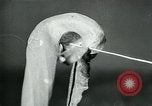 Standbild fleischfressende Cobra Lilien Toledo Ohio USA, 1930, aus Sekunde 22 historischem Filmmaterial Videoclip 65675035101