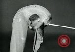 Standbild fleischfressende Cobra Lilien Toledo Ohio USA, 1930, aus Sekunde 23 historischem Filmmaterial Videoclip 65675035101