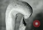 Standbild fleischfressende Cobra Lilien Toledo Ohio USA, 1930, aus Sekunde 24 historischem Filmmaterial Videoclip 65675035101