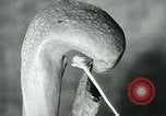 Standbild fleischfressende Cobra Lilien Toledo Ohio USA, 1930, aus Sekunde 25 historischem Filmmaterial Videoclip 65675035101