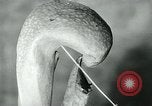Standbild fleischfressende Cobra Lilien Toledo Ohio USA, 1930, aus Sekunde 26 historischem Filmmaterial Videoclip 65675035101