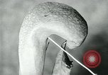 Standbild fleischfressende Cobra Lilien Toledo Ohio USA, 1930, aus Sekunde 27 historischem Filmmaterial Videoclip 65675035101